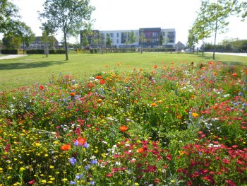 Gainsborough Square wild flowers - credit to Max McClure, Bristol City Council