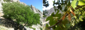 Tree, seeds and leaves of the Montpellier maple (Acer monspessulanum L.)