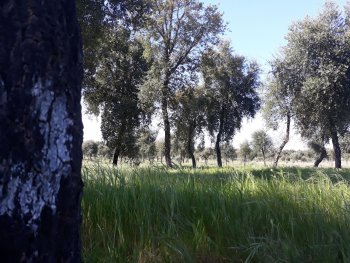 Permanent plot installed in a 20 year's old cork oak plantation (Évora, Portugal)