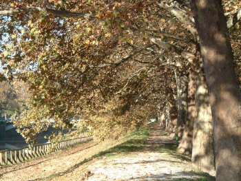 Biophysical analysis of public trees in Padova: biodiversity and ecosystem services