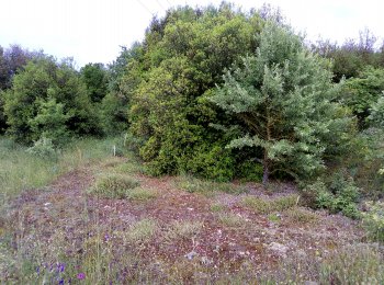 Natural habitat of Tuber aestivum in NW Greece