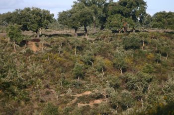 Cork oak forest