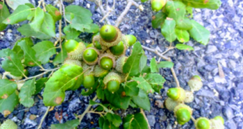 cork oak acorns