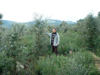 Cork oak plantation - Tunisia 