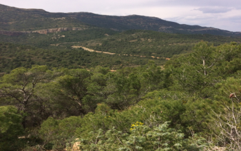 Natural Aleppo Pine forest (Djebel Serej- Siliana) 