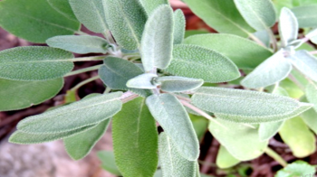 Salvia officinalis leaves