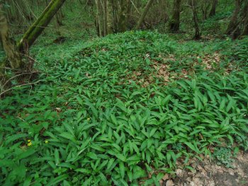 Allium ursinum