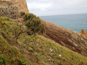 Anthyllis barba-jovis from Tabarka region, North-West of Tunisia 