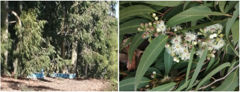 Boxes to collect honey (Sejnene-Bizerte) & Eu.camaldulensis (Rimel-Bizerte)