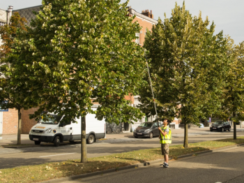 Urban trees in Leuven