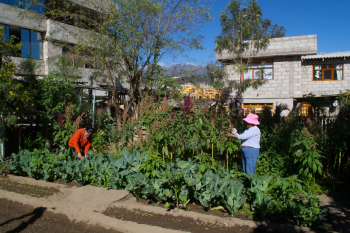 Women orchards located in their home’s backyards. Source: CONQUITO, 2018