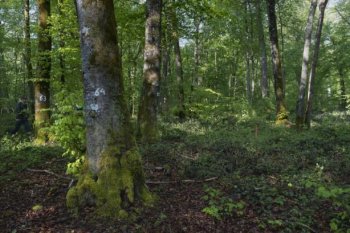 Figure 1. Example of the marteloscope tool, a training programme designed to analyse hammering. Sylvain Gaudin © CNPF