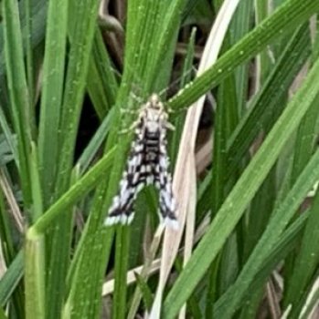 Black and white moth on plant stems