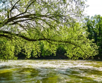 Tree branches over water