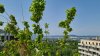 View from rooftop at Biotope City Vienna