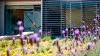 Green roof at Office building 22@ Barcelona. Source: Picharchitects