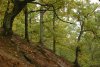 Forests in Gledić Mountain, Kraljevo, Serbia