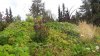 Green roof of Elves Hideaway in Kittilä