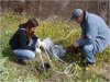 Multilevel groundwater wells were installed before and after the poplar tree to determine reductions in nutrient concentrations