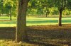 Example of agroforestry concept applied by farmers: grass between tree rows. Author and source: Christian Dupraz.