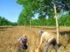   Example of agroforestry concept applied by farmers: trees and medical species cultivation. Author and source: Christian Dupraz   Trees and wheat cultivation. Author: Christian Dupraz; Source: CIRCLE-2 Adaptation Inspiration Book 2013.    Example of agroforestry concept applied by farmers: grass between tree rows. Author and source: Christian Dupraz.   Men at work in an agroforestry field. Author: Christian Dupraz; Source: CIRCLE-2 Adaptation Inspiration Book 2013.