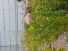 There are several ‘biodiversity hotspots’ in the block, below one on the meadow roof. Photos: Marja Mesimäki