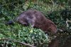 Beaver - credit to David Parkyn
