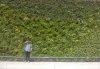 Green wall at Birmingham New Street Station - credit to Qsustain