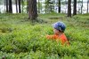 Picking billberries in a forest in Helsinki (Photo: Mikko Kuusinen)