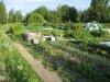 Public allotment garden in Savela (Photo: Pirjo Ferin)