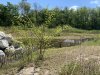 Pond at Biotope City Vienna