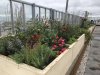 The kitchen garden allows the cultivation of herbs, vegetables, root vegetables, and decorative plants. There are five composters for the plant waste, to keep the cultivation sustainable.  Photo: Taina Suonio