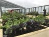 The kitchen garden has 52 planting boxes (1m x 1m) for the residents to cultivate. Photo: Taina Suonio