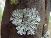 Lichen (2)