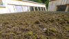 A set of moss roofs in Lohja