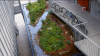 Wetland / wet meadow with native wet meadow plants in Oh Boy, Malmö, Sweden 