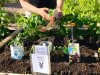 The gardening group has grown plants for the kitchen garden from seeds. Photo: Anneli Kangas-Kärki.