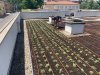 Greenroof June 2020